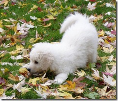 moses play bow in leaves croped