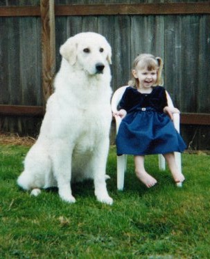 Szumeria kuvasz 2025