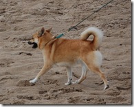 Dagny moving on beach