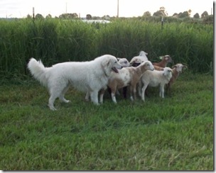 Moses with sheep