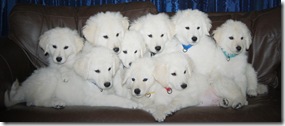 Terra XFlurry litter 8 weeks