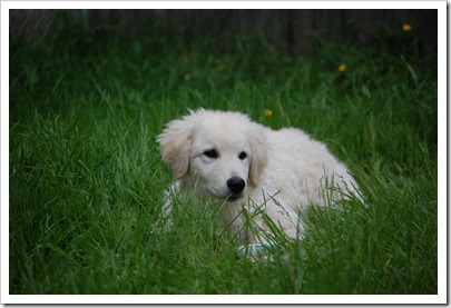 Daisy head