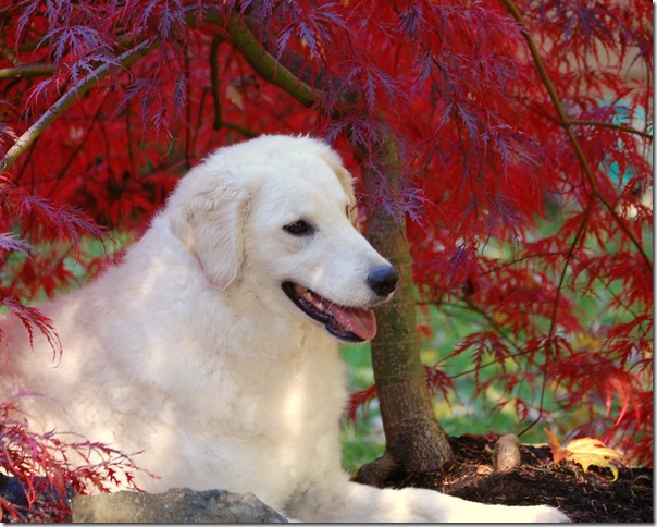Terra in tree