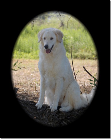 Terra on log framed