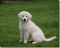 Kinzi in grass 11 wks f