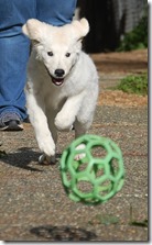 Kinzi with ball